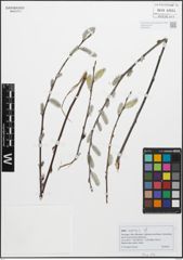 Foto von Salix caprea L.